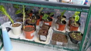 # 344. Мои красивые ХОСТЫ из Светофора. Что купила. Загородная жизнь с нуля 2024