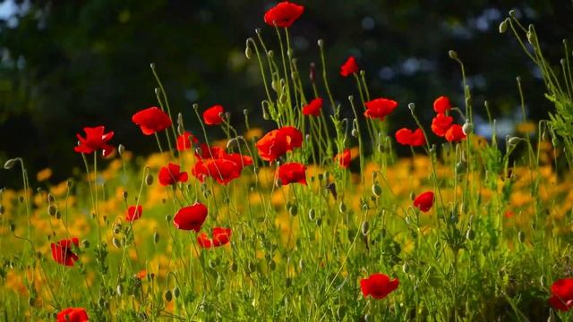 ДУБЛЬ №2!!!! СЕЛЬЧАНКА В АМЕРИКЕ ПРЯМОЙ ЭФИР!!!! смотреть онлайн