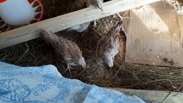 Наконец-то мы их переселили!!!! Подслушала на остановке. смотреть онлайн