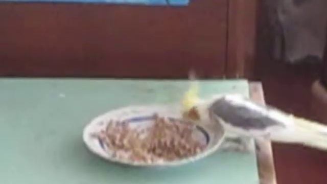 Попугай ворует из тарелки смотреть онлайн