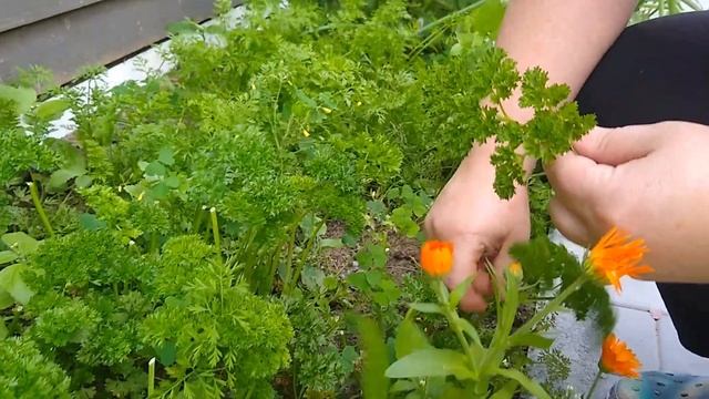 Delicious MEATBALL #STEW with potatoes and carrots, cooked over a WOOD FIRED STOVE 🔥 смотреть онлайн