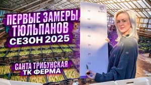 ПЕРВЫЕ ЗАМЕРЫ ТЮЛЬПАНОВ. СЕЗОН 2025