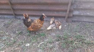 Курочки бентамки с цыплятами 05.09.2023.