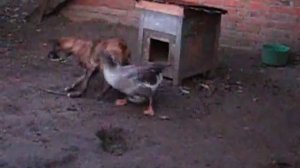 Гусь и собака