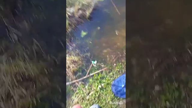 НАРЕЗКА:ЛОВЛЯ ДИКОГО КАРАСЯ И ТАРАНКИ !! смотреть онлайн