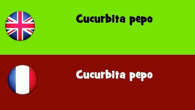 FROM ENGLISH TO FRENCH = Cucurbita pepo смотреть онлайн