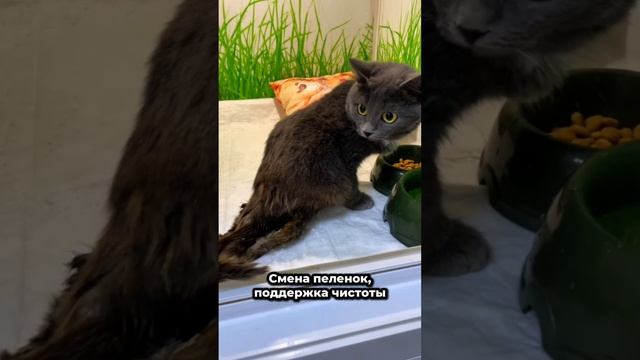 Раздавленная в детстве осталась инвалидом навсегда... | Адея