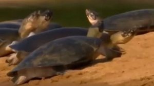 На далёкой Амазонке