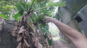 ворую зелёные бананы