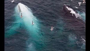 МЕГАЛАДОН! КАК НАС ОБМАНЫВАЮТ!!! МЕГАЛАДОН ЖИВ.