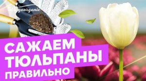 Как правильно посадить тюльпаны? / Ученицы Strogoorganic