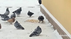 Серые вороны едят, а голуби грач и сорока ждут своей очереди