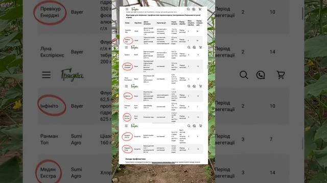 Пероноспороз,пероноспороз на огірках,як побороти пероноспороз. Фунгіциди від пероноспорозу
