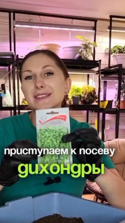 Сеем дихондру!