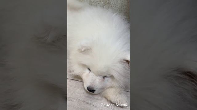 САМОЕД МИЛКА💞