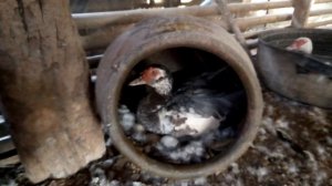 1151474-hd_1280_720_30fps