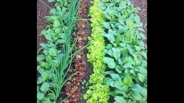 Что можно посеять в марте смотреть онлайн