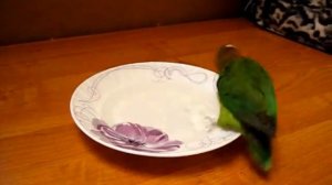 Неразлучник фишера купается!