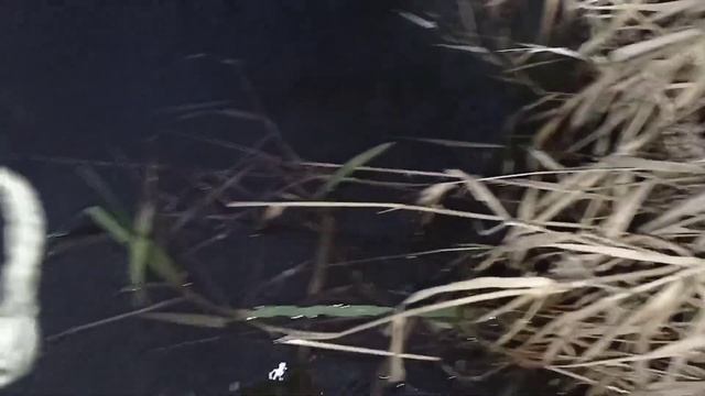 ПРОВЕРКА КАПКАНОВ НА БОБРА НА МОТОЦИКЛЕ МИНСК 125 смотреть онлайн