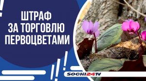 В СОЧИ ПОЯВИЛИСЬ ПЕРВОЦВЕТЫ!