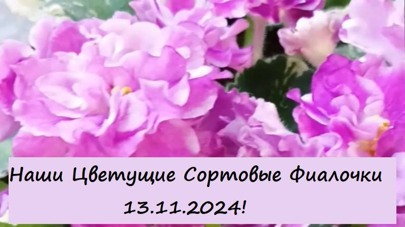 Наши Цветущие Сортовые Фиалочки 13.11.2024! Для заказа пишите WhatsApp 89101614167