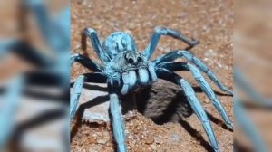 Паук вида Trapdoor spider на охоте