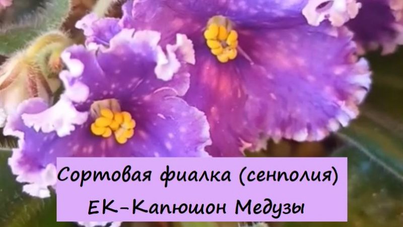 Сортовая фиалка (сенполия) ЕК-Капюшон Медузы. Для заказа пишите WhatsApp 89101614167 Автор музыки -