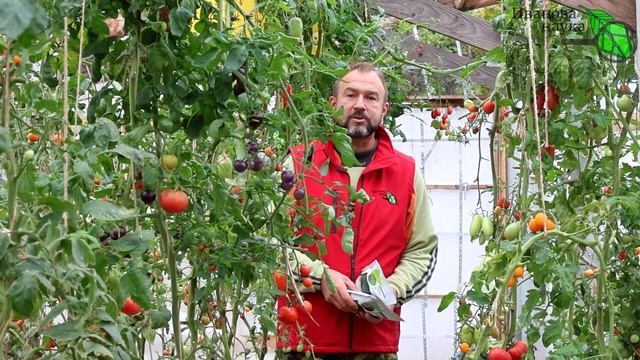 ОБРАБОТКА ТЕПЛИЦЫ ПОСЛЕ БЕЛОКРЫЛКИ и ТЛИ. Как обеззаразить теплицу от вредителей. смотреть онлайн