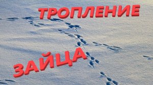 Тропление зайца русака по свежей пороше