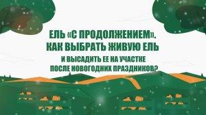 ЕЛЬ «С ПРОДОЛЖЕНИЕМ». КАК ВЫБРАТЬ ЖИВУЮ ЕЛЬ И ВЫСАДИТЬ ЕЁ НА УЧАСТКЕ ПОСЛЕ НОВОГОДНИХ ПРАЗДНИКОВ?