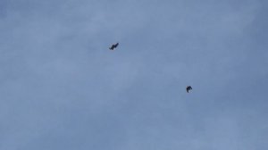 Серпастые голуби 2020 - 3 (по плотному ветру)