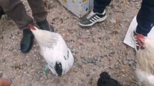 Мургбозори Бохтар Хочи Шариф Нархои дакан мурги дашти заргуш мургови хуруз мокиюун 20 02 2021