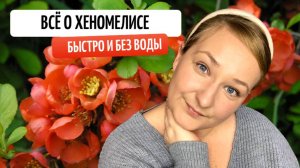 АЙВА ЯПОНСКАЯ ИЛИ ХЕНОМЕЛИС.БЫСТРО И БЕЗ ВОДЫ.