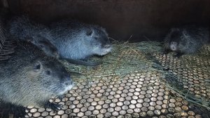 Ночное переселение НУТРИЙ. 8.12.24