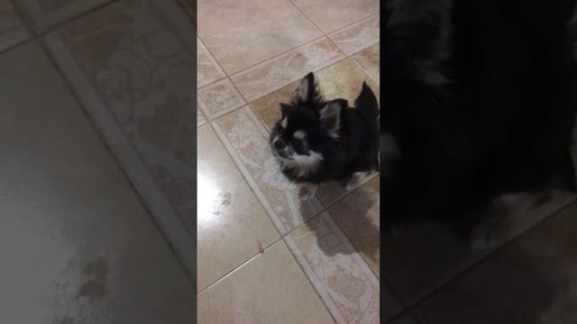 Лучшие моменты трансляции "Chihuahua ZeFir в прямом эфире!" (0:00–1:30) смотреть онлайн