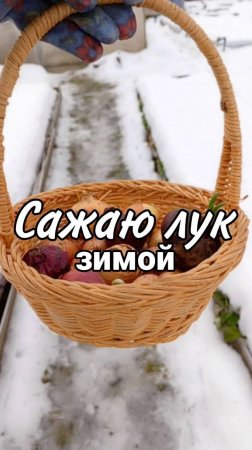 Эксперимент! Сажаю лук на перо зимой