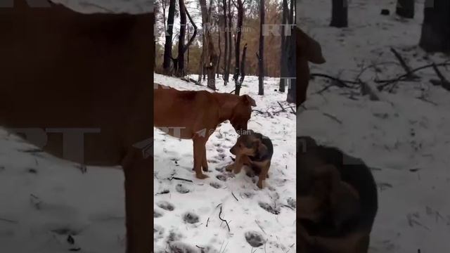 «Главный звоночек»: как потерявший из-за мины лапу пёс предупреждает бойцов о вражеских дронах