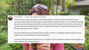 Everglades Tomatoes: Everything you NEED to Know