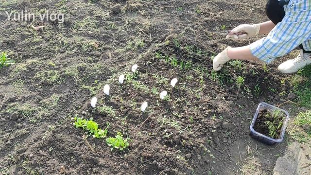 ВИШНЯ КРАСОТКА/СЕЛЬДЕРЕЙ ИЗ СЕМЯН смотреть онлайн