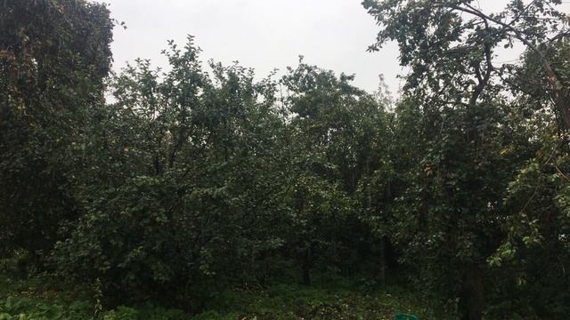 Загадай желание в летний дождь/Аудиомедитация смотреть онлайн