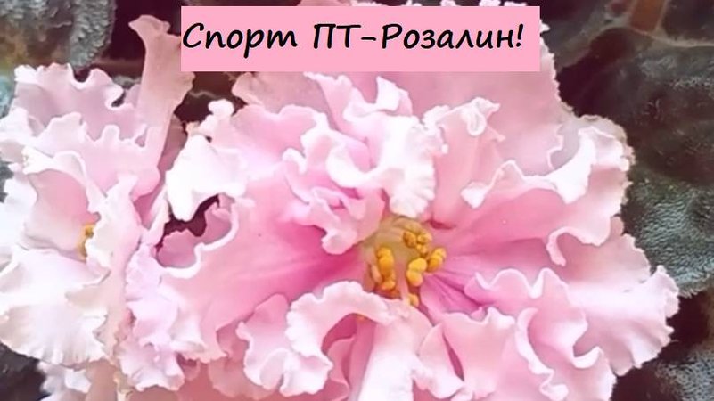 Спорт ПТ-Розалин! Пусть он потерял фиолетовое напыление по краю лепестков, он и без того шикарен! Дл