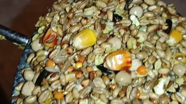 Wieczorne Karmienie i Gołębie 😍 смотреть онлайн