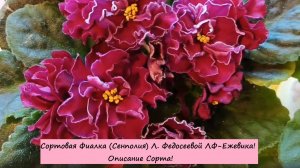 Сортовая Фиалка (Сенполия) Л. Федосеевой ЛФ-Ежевика! Описание Сорта!
