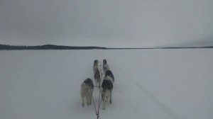 12 хаски в одной упряжке везут трёх человек