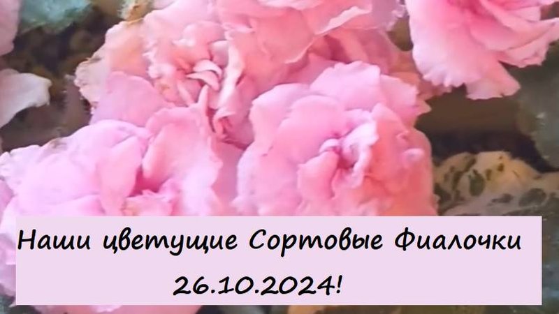 Наши цветущие Сортовые Фиалочки (Сенполии) 26.10.2024! Для заказа пишите WhatsApp 89101614167