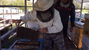 Отбор пчел для заселения нуклеусов  видео Романа Величко