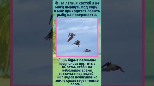 Знакомьтесь: пеликан.