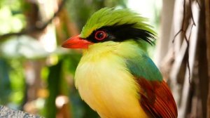 Indochinese Green Magpie Bird LA Zoo Aviary Los Angeles California USA May 20, 2021 Birds China