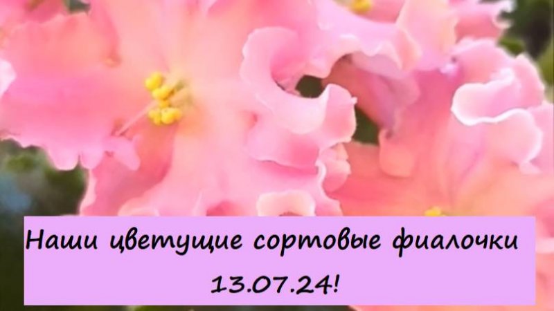 Наши цветущие сортовые фиалочки (сенполии) 13.07.24! А какая фиалочка больше всего понравилась вам?