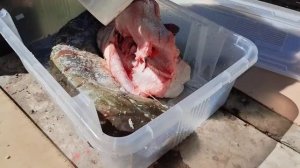 Сом горячего копчения.Астрахань